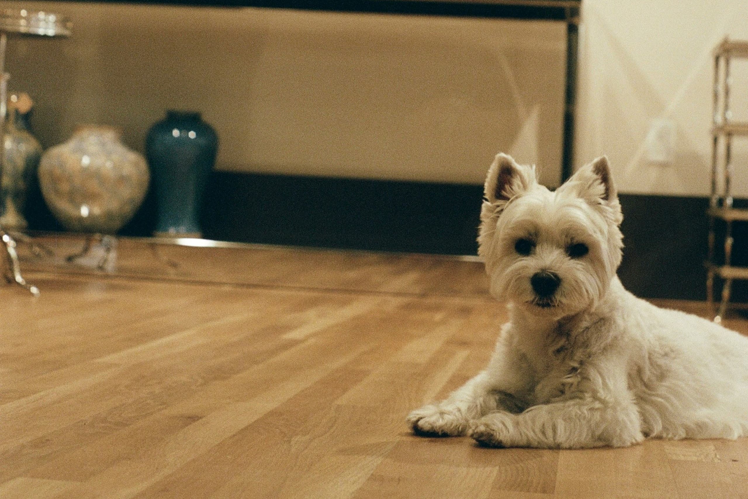 Harper - Consumer dog owner app