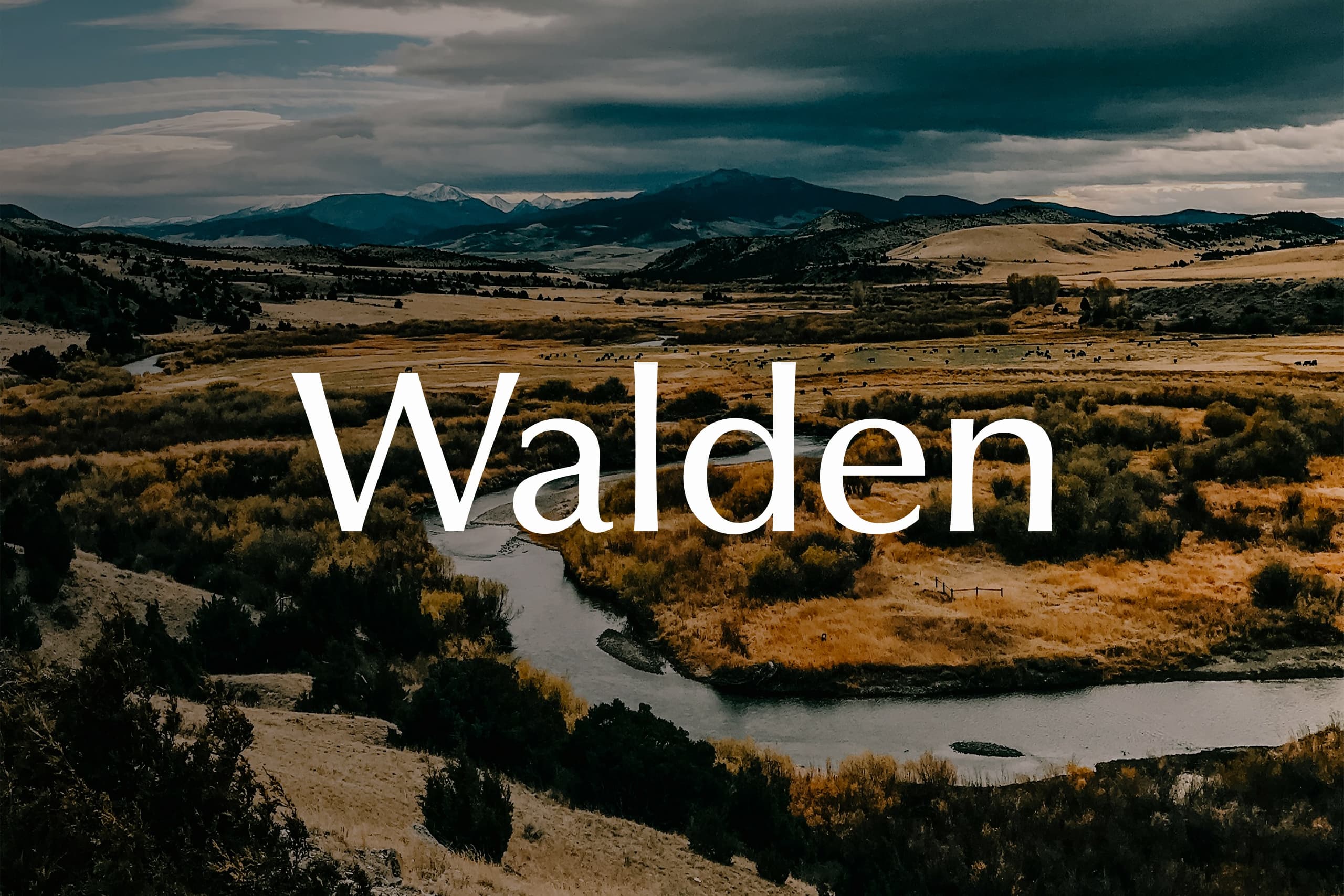 Walden brand identity and product vision work